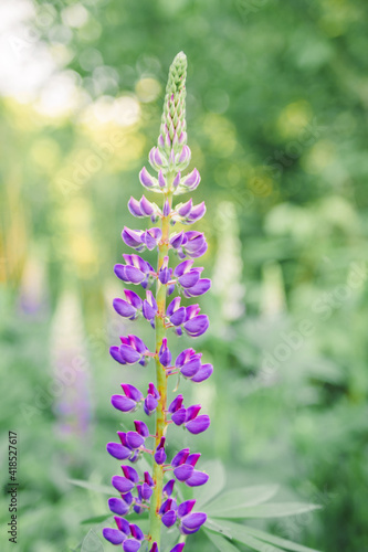 Wild Flowers Lupine In Summer Field Meadow. Lupinus  Lupin