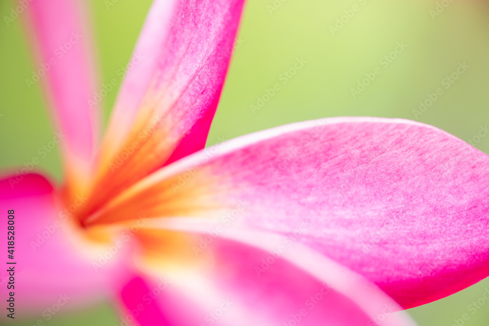 Concept nature view of White and pink leaf on blurred greenery background in garden and sunlight with copy space using as background natural green plants landscape, ecology, fresh wallpaper. Concept nature view of White and pink leaf on blurred greenery background in garden and sunlight with copy space using as background natural green plants landscape, ecology, fresh wallpaper.