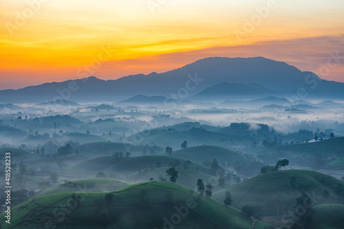 Sunrise in Tea hills in Long Coc highland, Phu Tho province in Vietnam photo