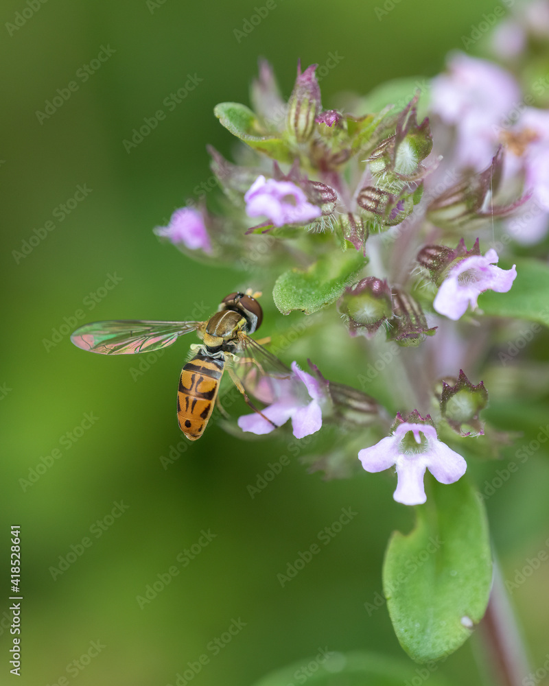 Soft image of hoverfly standing on purple flowerhead Soft image of hoverfly standing on purple flowerhead