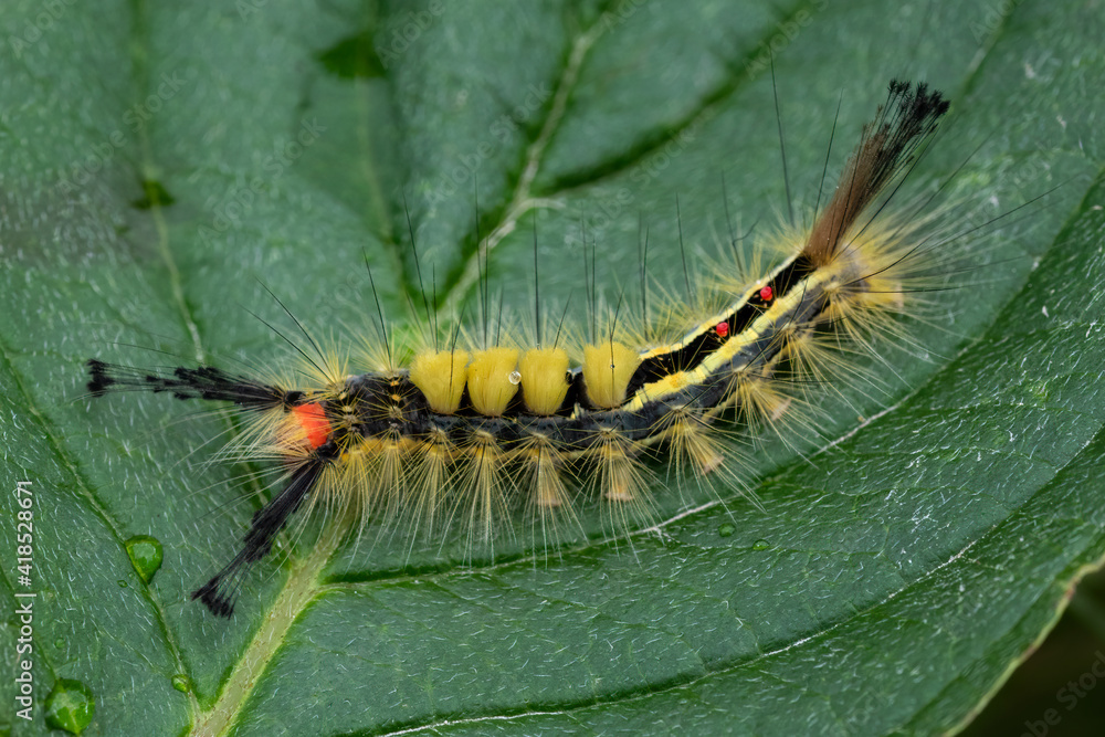 Fototapeta premium Caterpillar of Whitemarked tussock moth on leaf close up