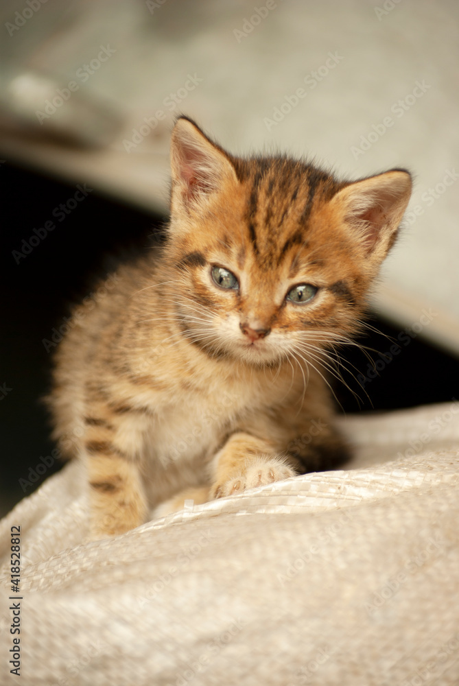 Small ginger kitten sitting on a bag and looking sideways.