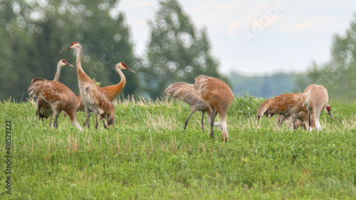 Flock of Sandhill cranes grazing in grass field