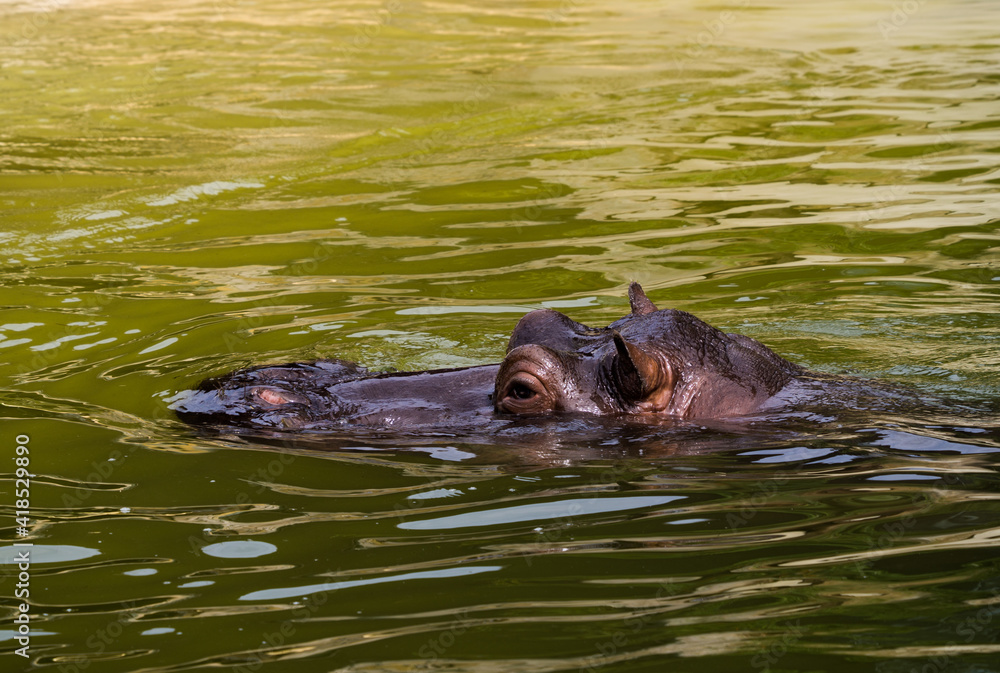 Fototapeta premium hipopotam