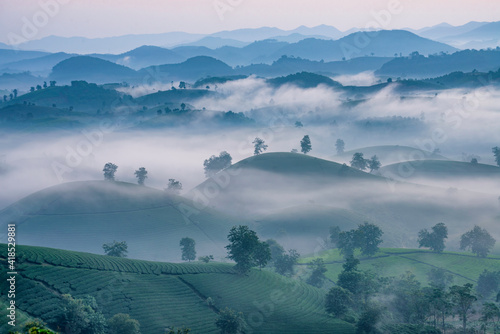 Sunrise in Tea hills in Long Coc highland, Phu Tho province in Vietnam photo