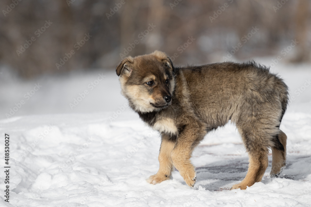 Naklejka premium A very small puppy of a gray fawn color. Portrait of a small dog on the background of the forest. Stands in the snow in winter.