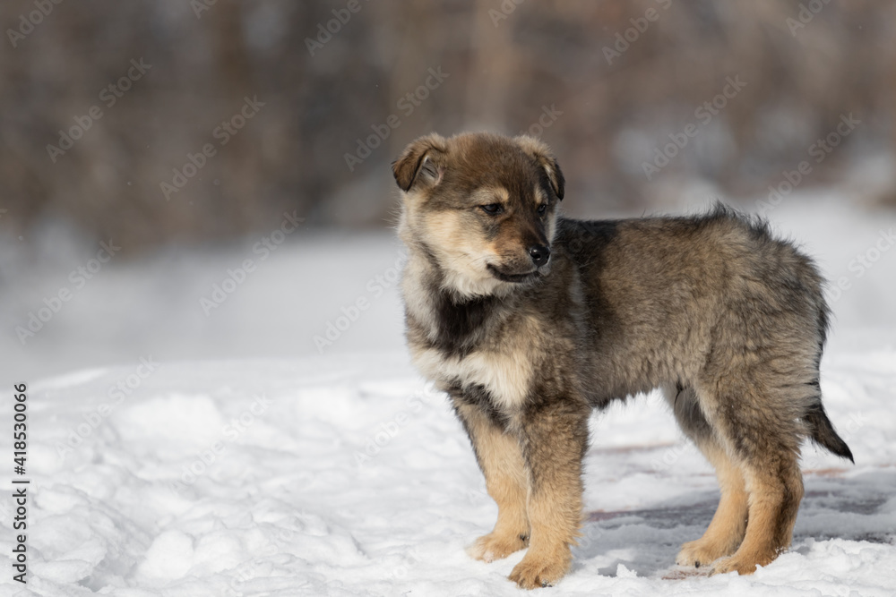 Fototapeta premium A very small puppy of a gray fawn color. Portrait of a small dog on the background of the forest. Stands in the snow in winter.