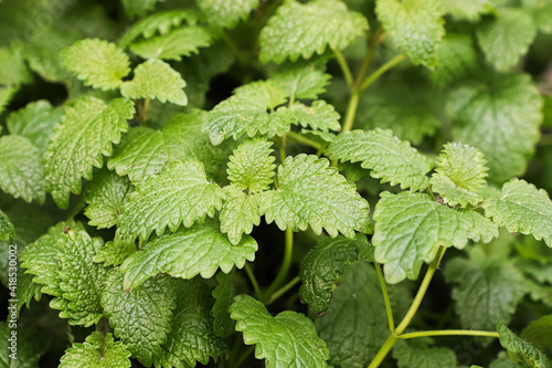 Closeup of leaves on lemon balm plants