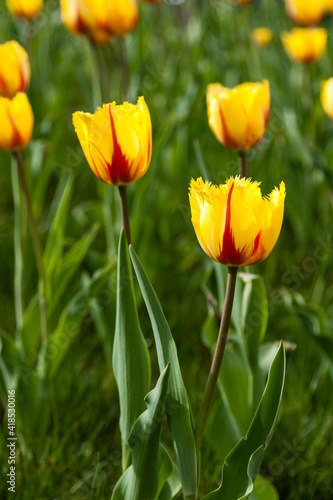 Blooming with colorful tulips