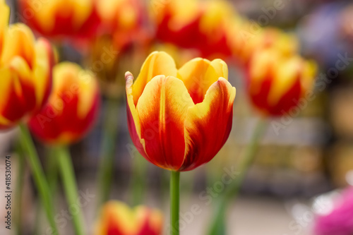 Large red and yellow tulip close-up
