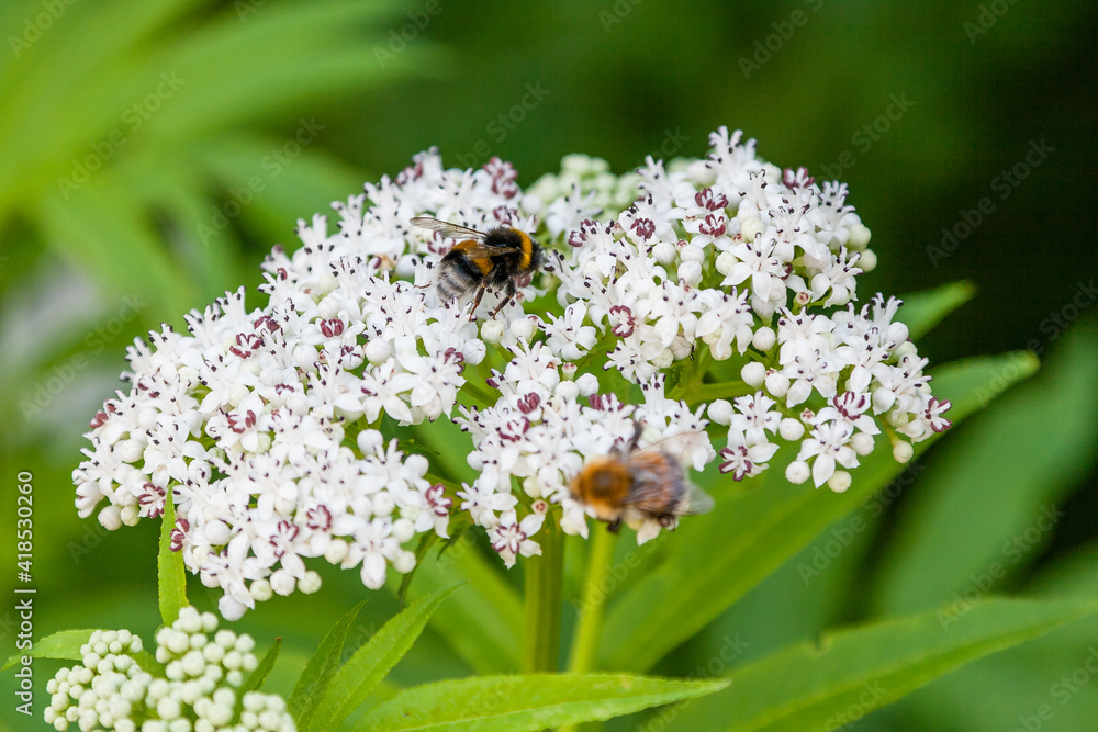The bee sits on white flowers The bee sits on white flowers