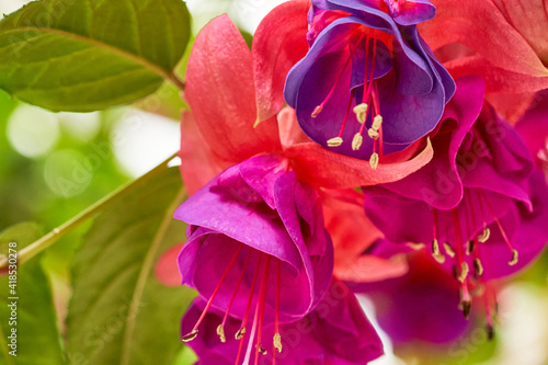 Fuchsia Magellanica photo