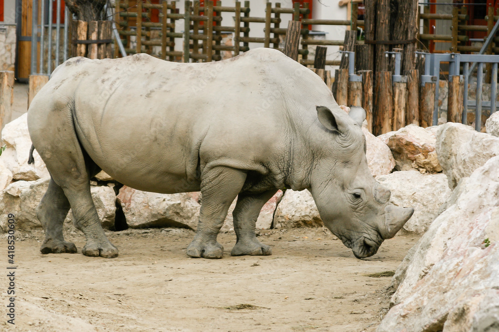 Naklejka premium White rhinoceros in the zoo