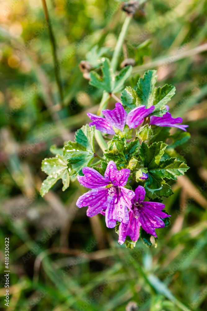 Summer field of macro flowers in close-up drops Summer field of macro flowers in close-up drops