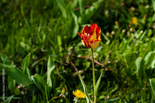 Macro of red-yellow tulips on background of green grass