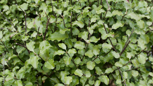 Full frame image of pittosporum ever green plant with dark twigs