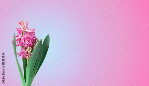 Hyacith flower on blue and purple background, floral spring banner © Marinesea
