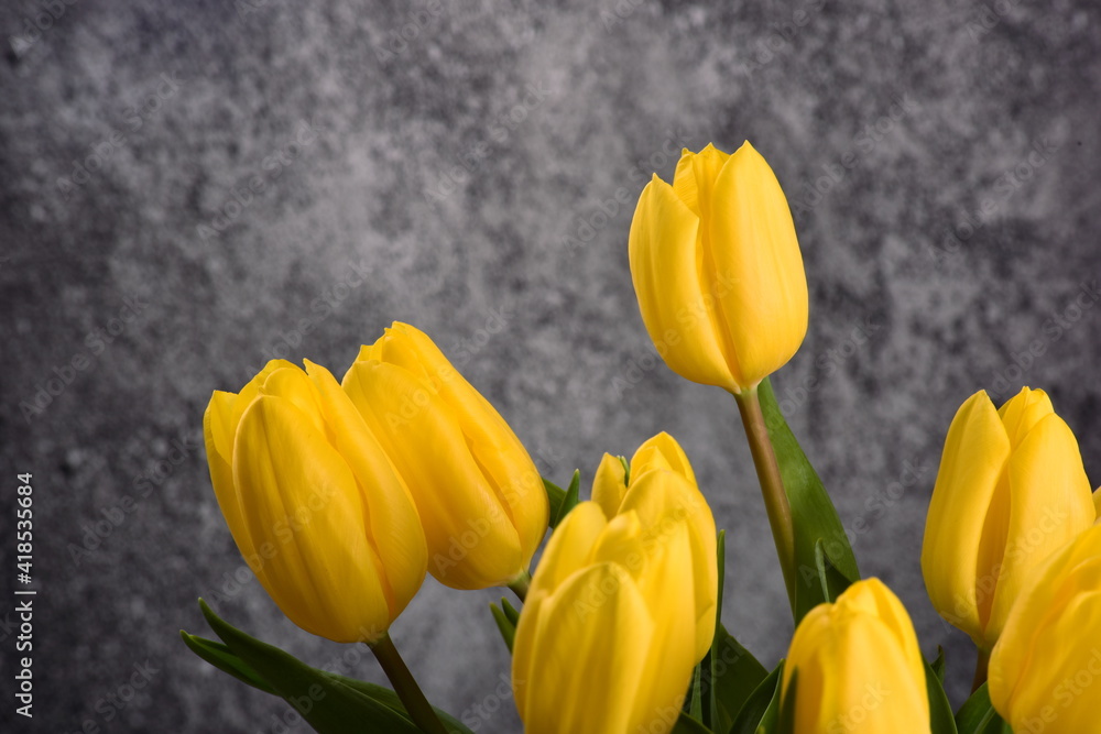 bouquet of yellow tulips in a vase on a gray background bouquet of yellow tulips in a vase on a gray background