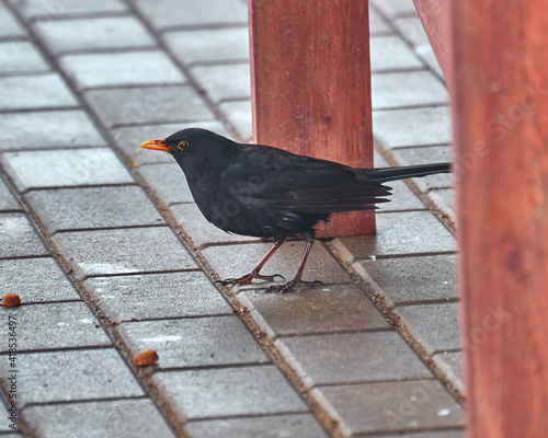 Fototapeta kuchenna Kos - Blackbird - Turdus merula