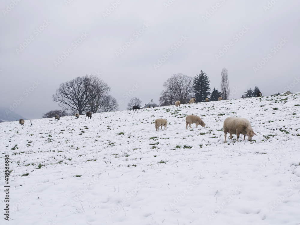 Fototapeta premium Schafe auf winterlich verschneiter Weide