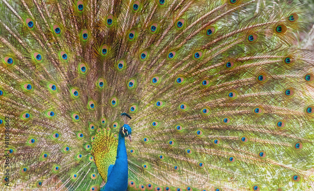 Obraz premium Brightly colored fanned tail of Indian peafowl. Indian peafowl, the common peafowl, blue peafowl