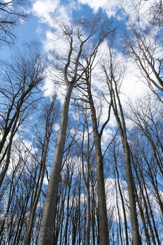 Trunks and bare branches of trees that look up to a blue sky  