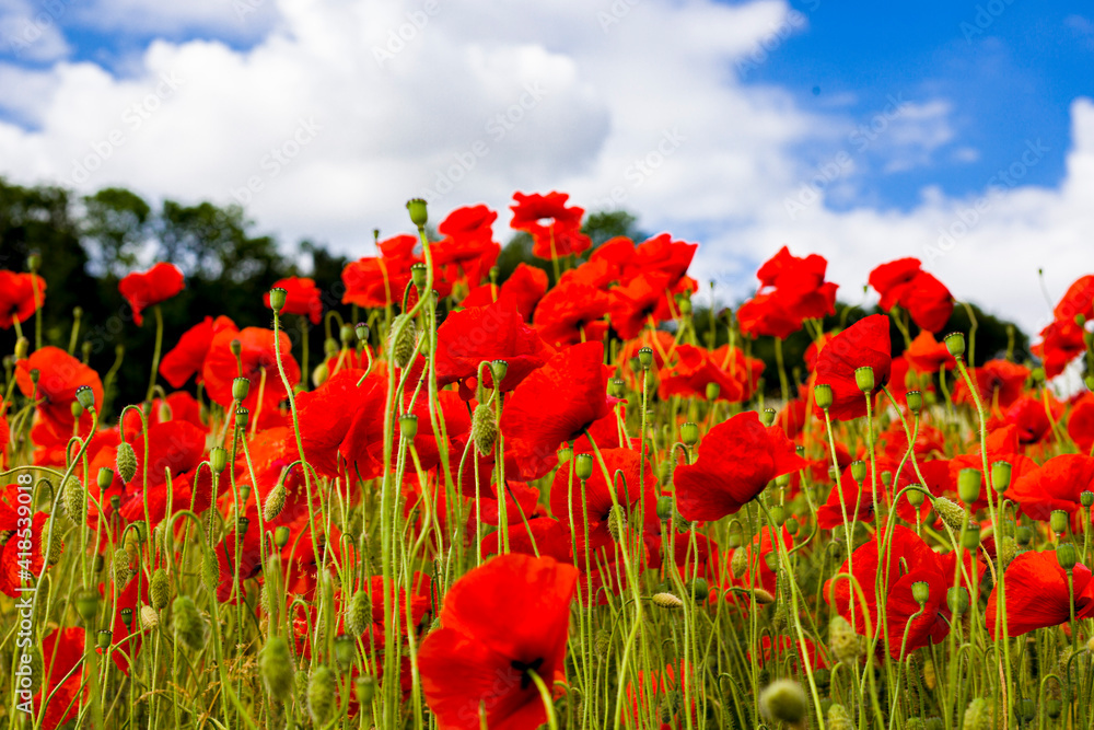 Blumenwiese Blumenwiese