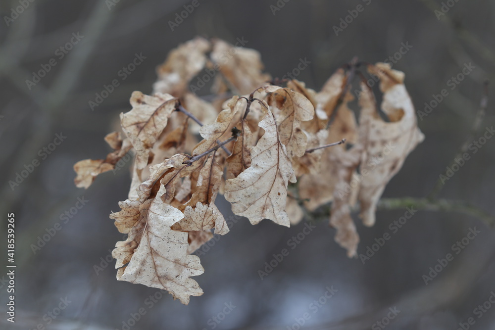Dry leaves on a tree branch in the winter forest. Dry leaves on a tree branch in the winter forest.