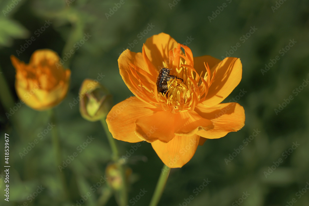 Close up globe flowers in the meadow for natural background Close up globe flowers in the meadow for natural background
