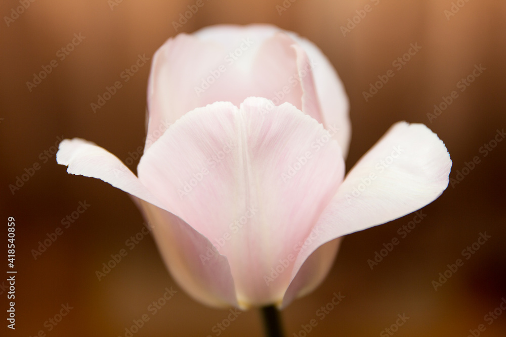 Flower and Light pink tulip structure close-up