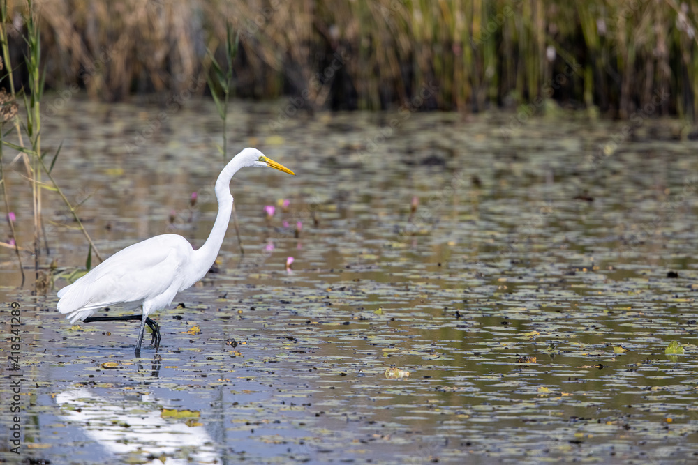 Fototapeta premium Great Egret (Ardea alba) seeking food at wetland