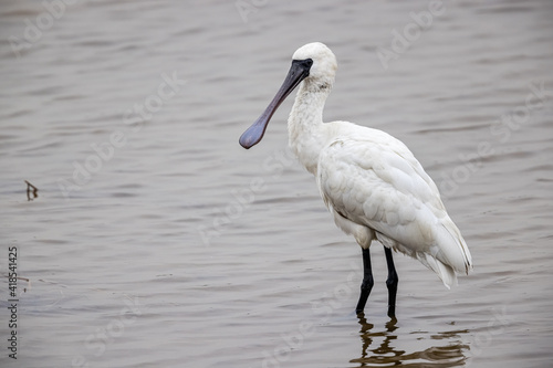 Black-faced Spoonbill (Platalea minor)  standing in water