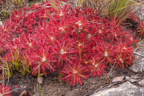 large group of the carnivorous plant Drosera graomogolensis in natural habitat in a river bed close to Botumirim in Minas Gerais, Brazil photo