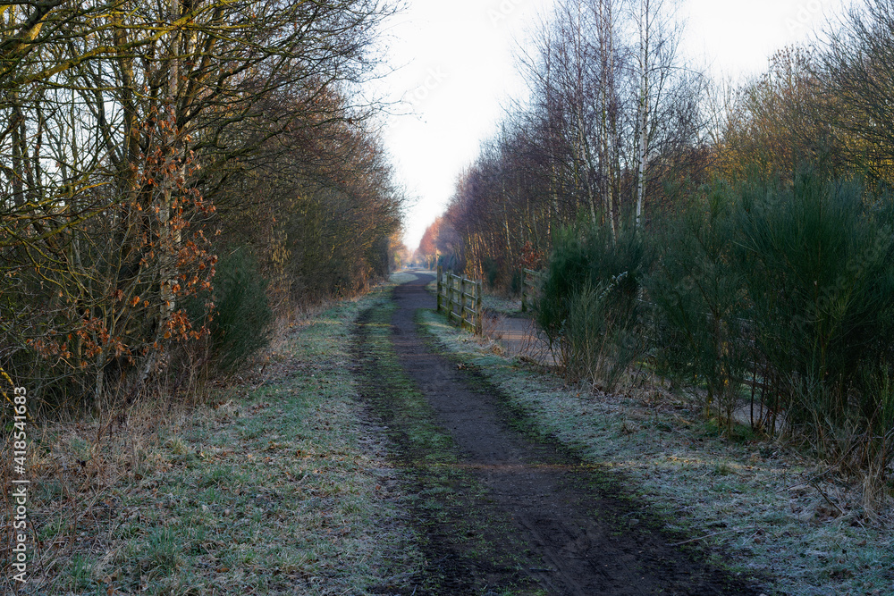 Twisting footpath between bare trees and bushes