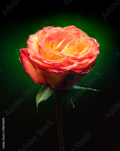 Red rose isolated on white background.