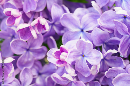 Macro image of  Lilac flowers. Abstract  floral background © Elena Butinova
