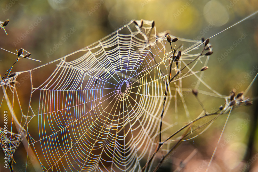 Spinnennetz im Tau