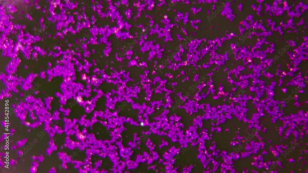 Chaos concept, abstract macro shot of bright, vivid moving particles. Color purple, quickly changing particles, vector background. Chaos concept, abstract macro shot of bright, vivid moving particles. Color purple, quickly changing particles, vector background.