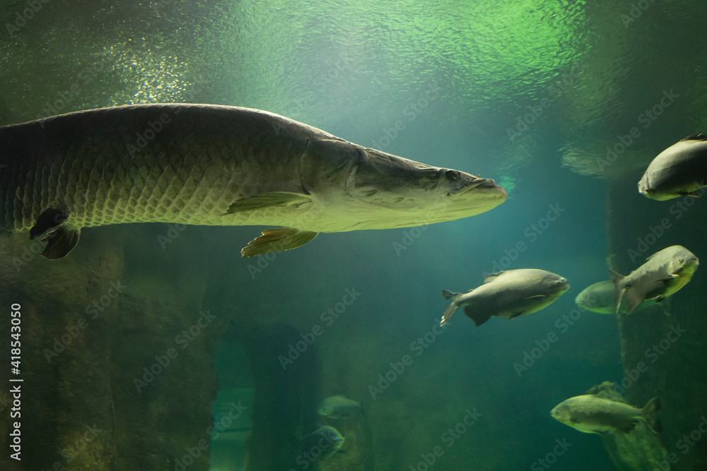 Fish under water. Arapaima fish - Pirarucu Arapaima gigas one largest freshwater fish. Fish in the aquarium behind glass. Fish under water. Arapaima fish - Pirarucu Arapaima gigas one largest freshwater fish. Fish in the aquarium behind glass.