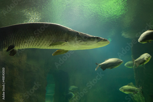 Fish under water. Arapaima fish - Pirarucu Arapaima gigas one largest freshwater fish. Fish in the aquarium behind glass.