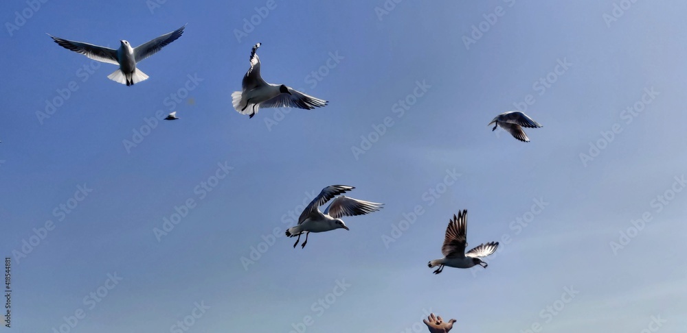 Obraz premium birds flying in the sky