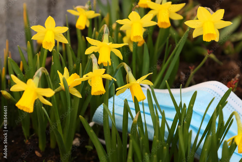 Fototapeta premium yellow daffodils in spring and a mask