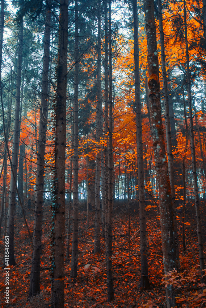 Fototapeta premium Beautiful autumn forest in the mist 