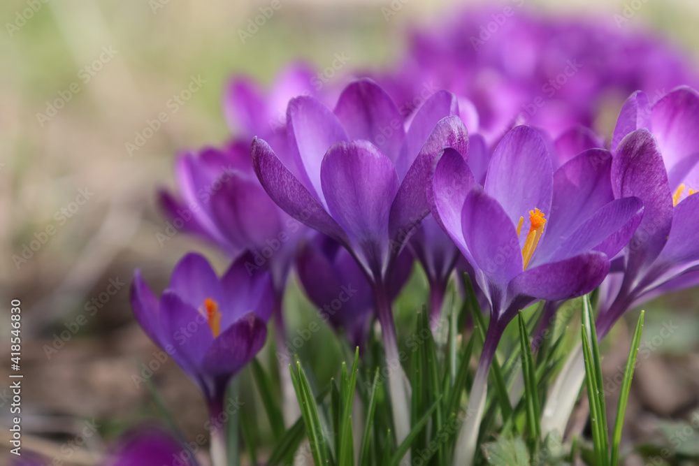purple crocuses in the garden purple crocuses in the garden