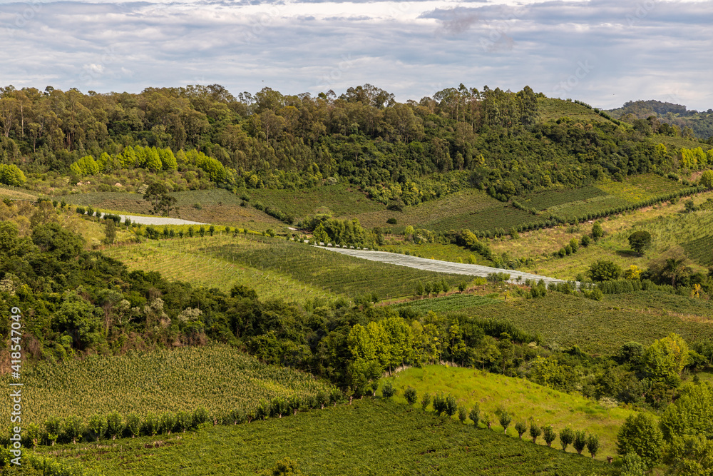 Vineyards and forest in valley