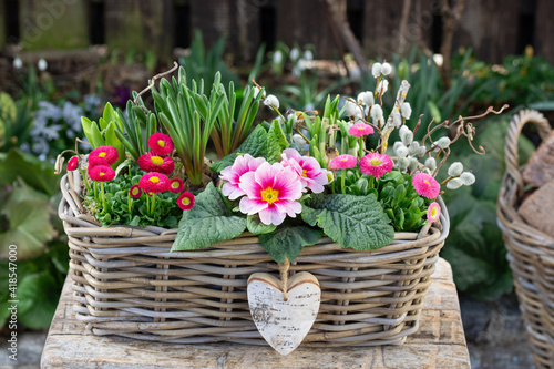 Wallpaper Mural pink Primel und Bellis perennis in Weidenkiste als Frühlings-Gartendekoration Torontodigital.ca