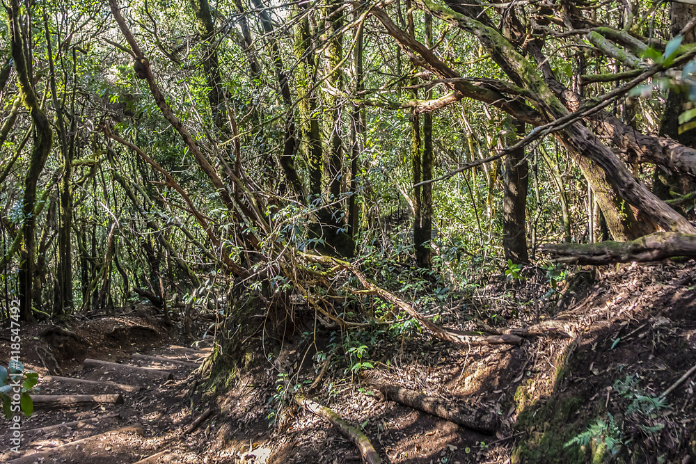 Hiking trail through the evergreen laurel forest of Anaga Rural Park in Northern Tenerife, Canary Islands, Spain. Hiking trail through the evergreen laurel forest of Anaga Rural Park in Northern Tenerife, Canary Islands, Spain.