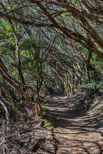 Hiking trail through the evergreen laurel forest of Anaga Rural Park in Northern Tenerife  Canary Islands  Spain.