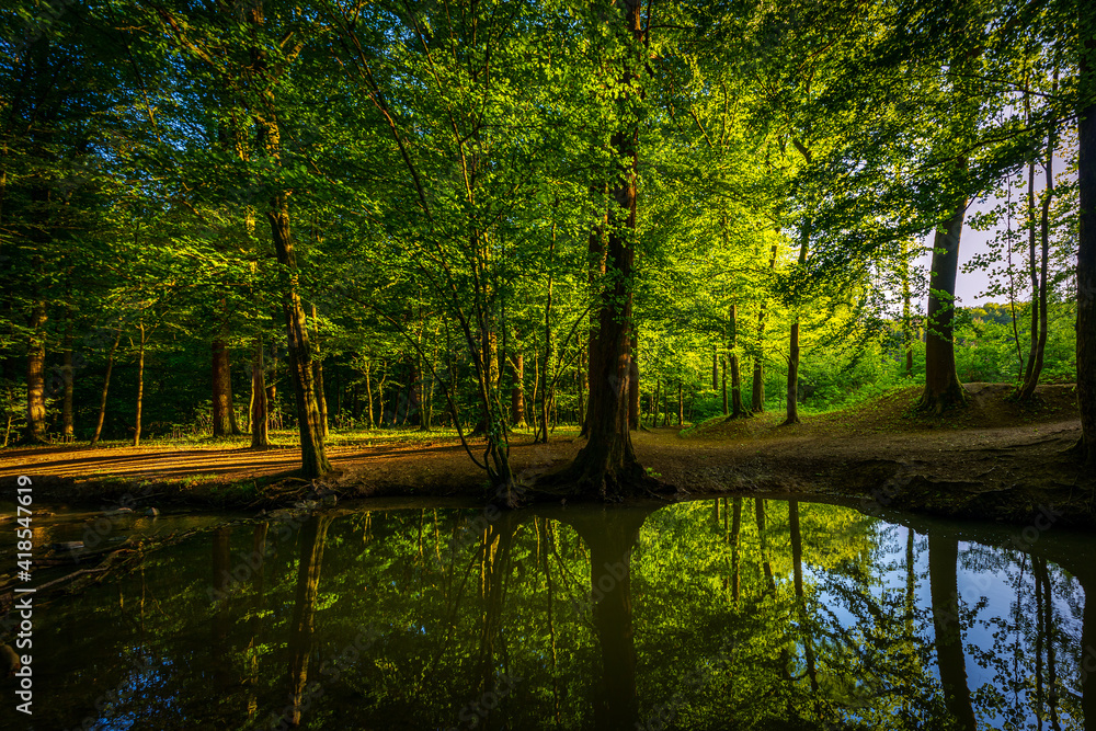 Fototapeta premium forest river in Altenberg, Germany.