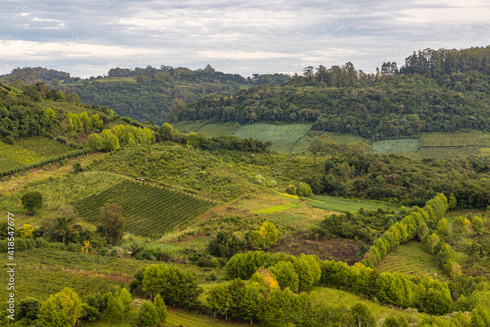 Vineyards and forest in valley